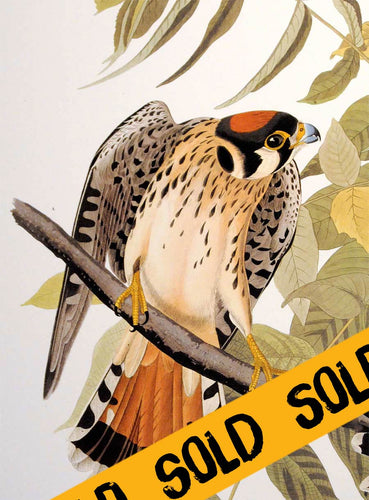 Audubon Abbeville Press Print Pl 142 American Sparrow Hawk - Sold, detail