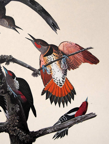 Detail view of Amsterdam Audubon limited edition lithograph of pl. 416 Ten Woodpeckers