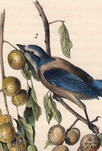 Load image into Gallery viewer, Audubon Octavo Print 233 Florida Jay, 1840 First Edition, detail