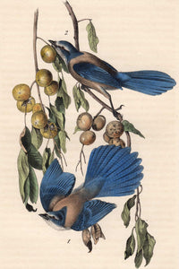 Audubon Octavo Print 233 Florida Jay, 1840 First Edition, detail