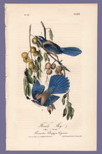 Load image into Gallery viewer, Audubon Octavo Print 233 Florida Jay, 1840 First Edition, full sheet