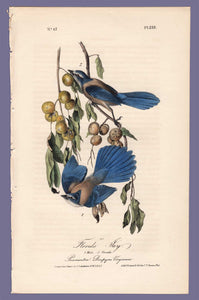 Audubon Octavo Print 233 Florida Jay, 1840 First Edition, full sheet
