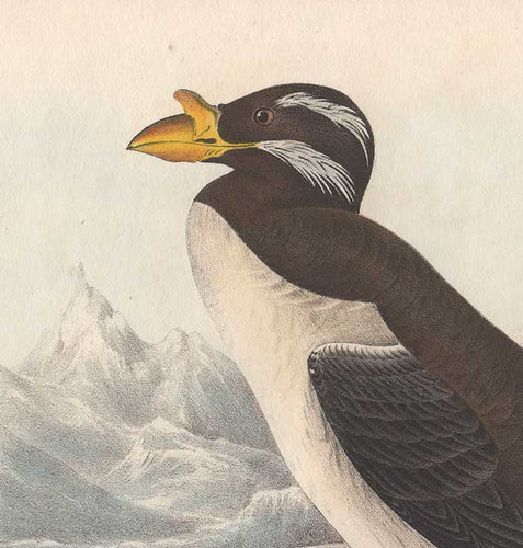 Detail from Audubon's Horn-Billed Guillemot - 1840 Octavo First Edition