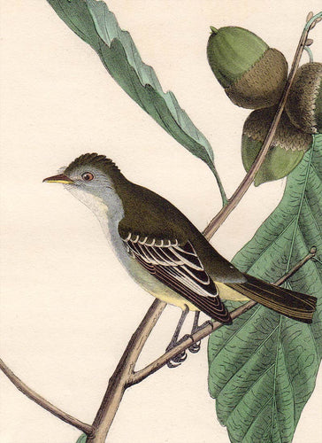 Audubon First Edition Octavo Print for sale Pl 66 Least Pewee Flycatcher, detail