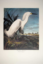 Load image into Gallery viewer, Audubon Princeton Prints for sale Pl 242 Snowy Heron or White Egret, full sheet view