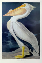 Load image into Gallery viewer, Audubon Princeton Print 311 White Pelican, full sheet