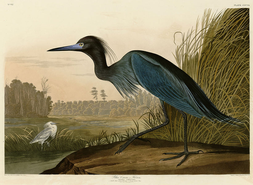 Audubon Prints - Collecting the Art of Audubon