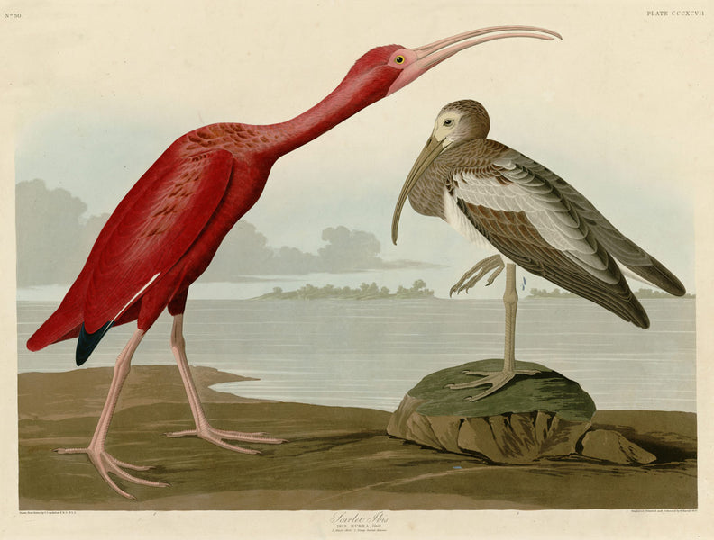 Your Online Gallery of Rare and Fine Audubon Prints.