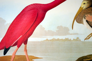 Detail of Abbeville Press Audubon limited edition lithograph of pl. 397 Scarlet Ibis