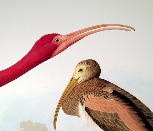Detail of Abbeville Press Audubon limited edition lithograph of pl. 397 Scarlet Ibis