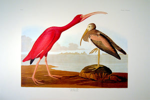 Full sheet view of Abbeville Press Audubon limited edition lithograph of pl. 397 Scarlet Ibis