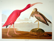 Load image into Gallery viewer, Closer view of Abbeville Press Audubon limited edition lithograph of pl. 397 Scarlet Ibis