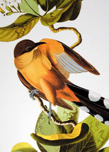 Load image into Gallery viewer, Detail of Abbeville Press Audubon limited edition lithograph of pl. 169 Mangrove Cuckoo