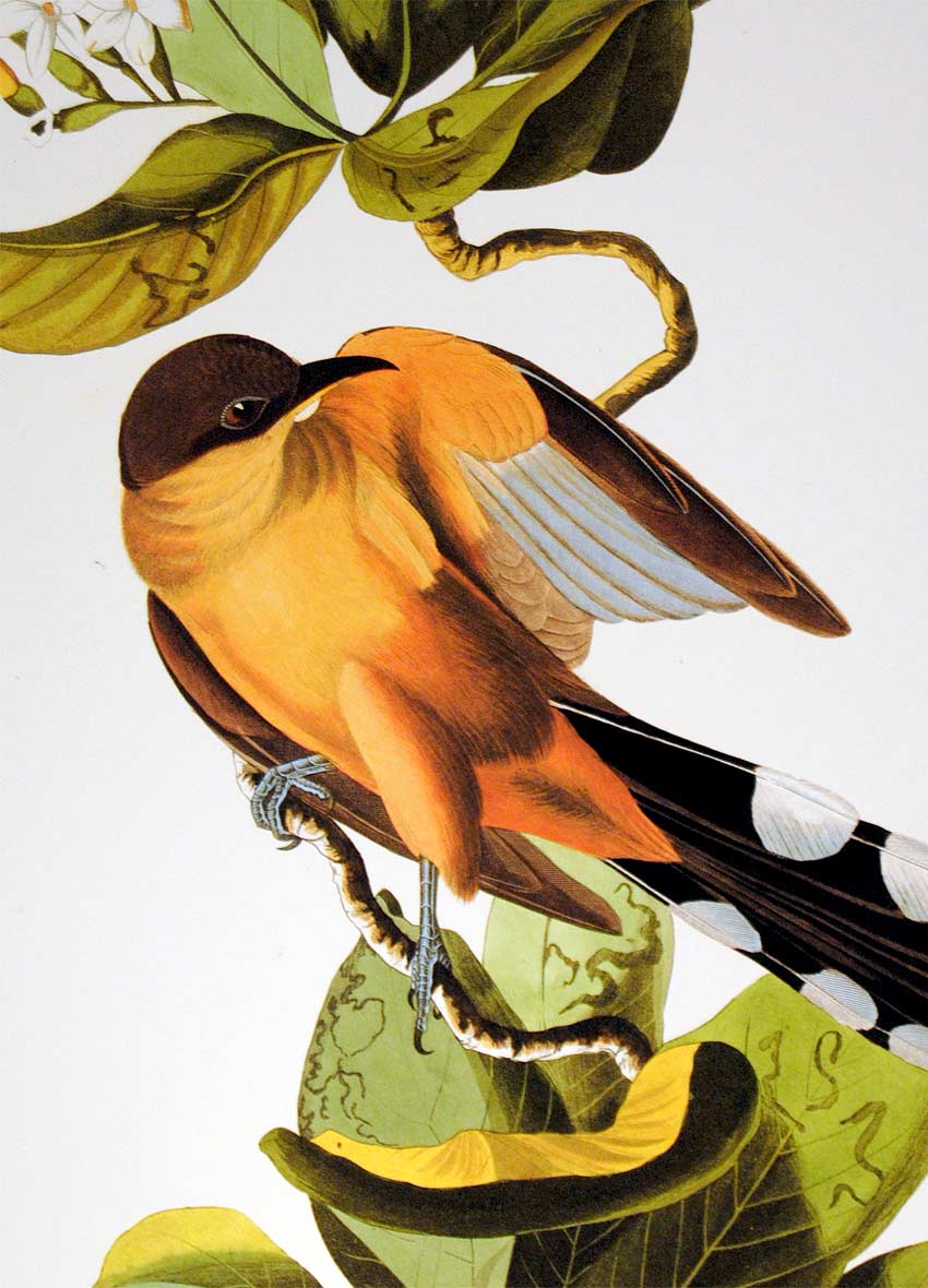 Detail of Abbeville Press Audubon limited edition lithograph of pl. 169 Mangrove Cuckoo