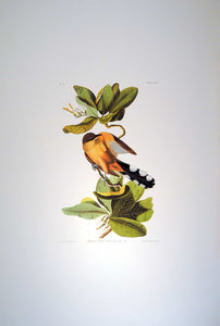 Full sheet view of Abbeville Press Audubon limited edition lithograph of pl. 169 Mangrove Cuckoo