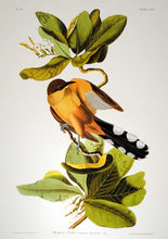 Load image into Gallery viewer, Closer view of Abbeville Press Audubon limited edition lithograph of pl. 169 Mangrove Cuckoo