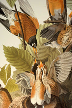 Load image into Gallery viewer, Detail of Abbeville Press Audubon limited edition lithograph of pl. 131 American Robin