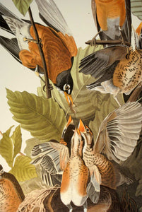 Detail of Abbeville Press Audubon limited edition lithograph of pl. 131 American Robin
