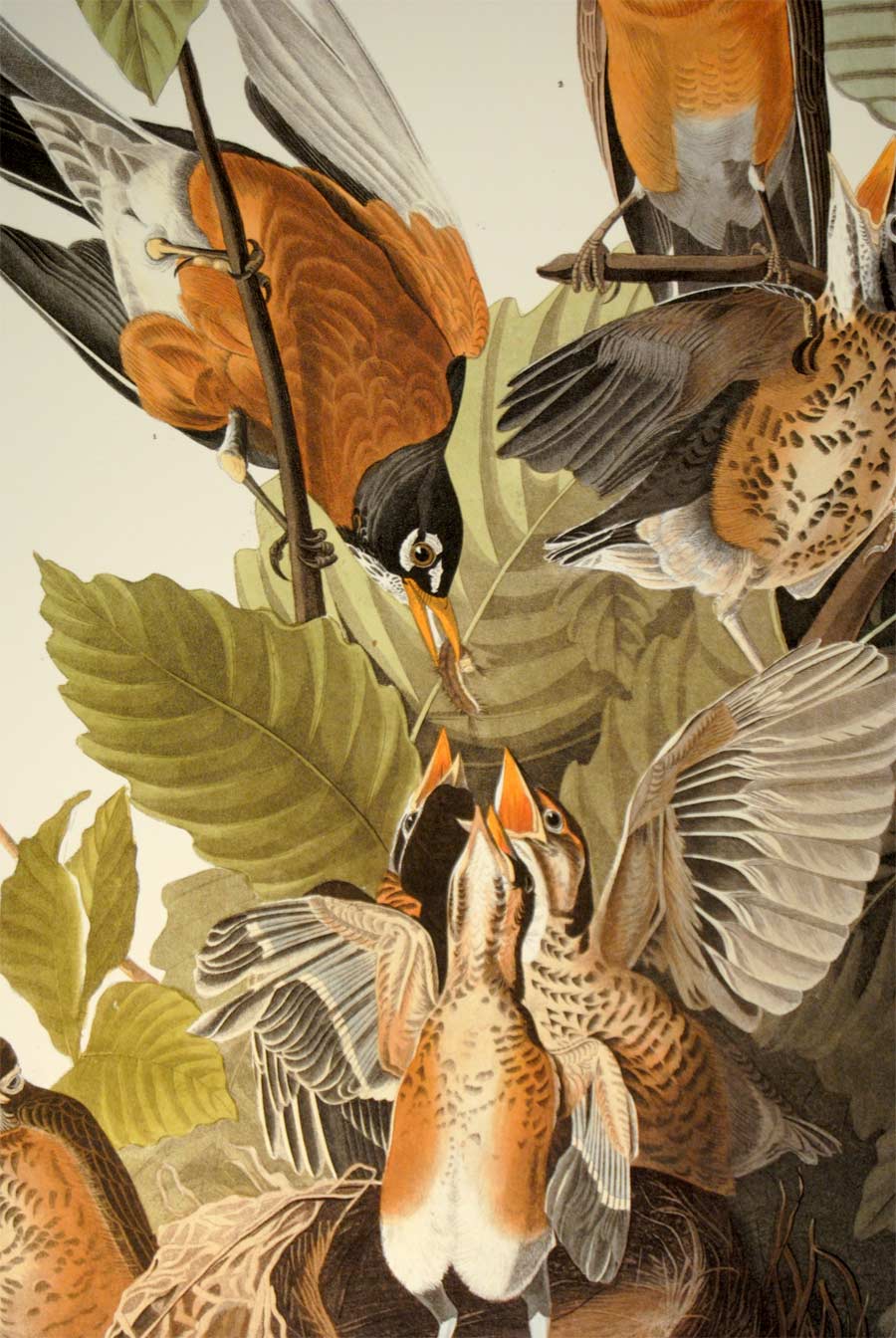 audubon birds robin