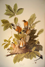 Load image into Gallery viewer, Full sheet view of Abbeville Press Audubon limited edition lithograph of pl. 131 American Robin