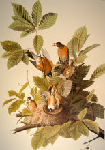 Load image into Gallery viewer, Closer view of Abbeville Press Audubon limited edition lithograph of pl. 131 American Robin