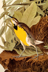 Detail of Abbeville Press Audubon limited edition lithograph of pl. 136 Meadow Lark