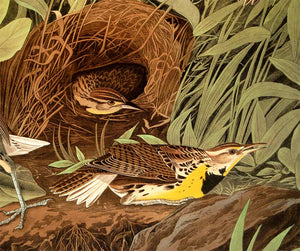 Detail of Abbeville Press Audubon limited edition lithograph of pl. 136 Meadow Lark