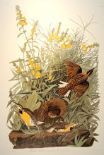 Load image into Gallery viewer, Full sheet view of Abbeville Press Audubon limited edition lithograph of pl. 136 Meadow Lark