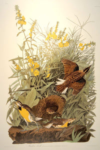 Full sheet view of Abbeville Press Audubon limited edition lithograph of pl. 136 Meadow Lark