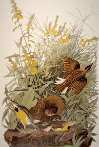 Closer view of Abbeville Press Audubon limited edition lithograph of pl. 136 Meadow Lark