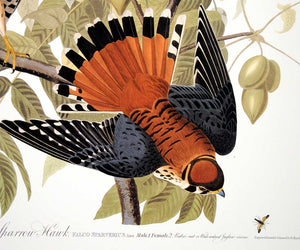 Detail of Abbeville Press Audubon limited edition lithograph of pl. 142 Sparrow Hawk