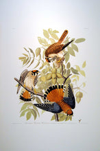 Load image into Gallery viewer, Full sheet view of Abbeville Press Audubon limited edition lithograph of pl. 142 Sparrow Hawk