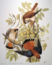 Load image into Gallery viewer, Closer view of Abbeville Press Audubon limited edition lithograph of pl. 142 Sparrow Hawk
