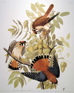Closer view of Abbeville Press Audubon limited edition lithograph of pl. 142 Sparrow Hawk