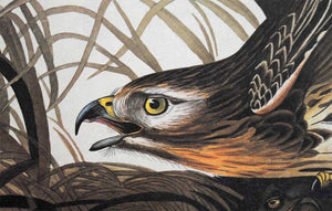 Detail view of Amsterdam Audubon limited edition lithograph of pl. 71 Winter Hawk