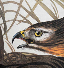 Load image into Gallery viewer, Detail view of Amsterdam Audubon limited edition lithograph of pl. 71 Winter Hawk