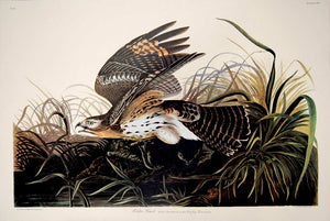 Audubon Amsterdam Print for sale Pl 71 Winter Hawk, full sheet