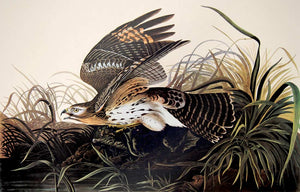 Audubon Amsterdam Print for sale Pl 71 Winter Hawk, plate