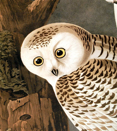 Detail of Abbeville Press Audubon limited edition lithograph of pl. 121 Snowy Owl