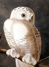 Load image into Gallery viewer, Detail of Abbeville Press Audubon limited edition lithograph of pl. 121 Snowy Owl