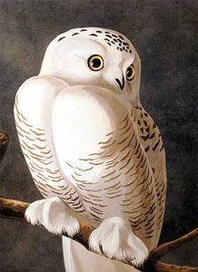 Detail of Abbeville Press Audubon limited edition lithograph of pl. 121 Snowy Owl