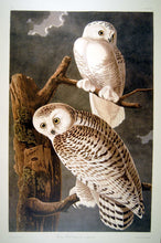 Load image into Gallery viewer, Full sheet view of Abbeville Press Audubon limited edition lithograph of pl. 121 Snowy Owl