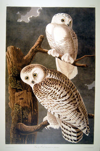Full sheet view of Abbeville Press Audubon limited edition lithograph of pl. 121 Snowy Owl