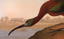 Load image into Gallery viewer, Detail view of Abbeville Press Audubon limited edition lithograph of pl. 387 Glossy Ibis