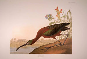 Full sheet view of Abbeville Press Audubon limited edition lithograph of pl. 387 Glossy Ibis