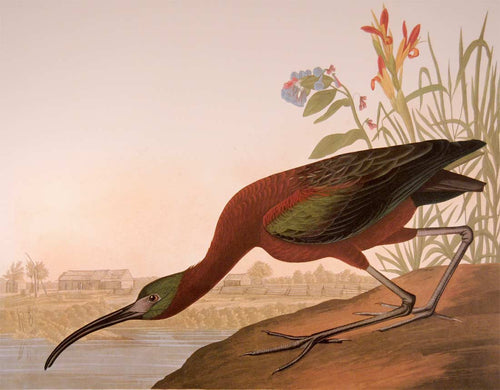 Closer view of Abbeville Press Audubon limited edition lithograph of pl. 387 Glossy Ibis