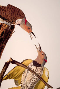 Detail of Abbeville Press Audubon limited edition lithograph of pl. 37 Golden-Winged Woodpecker, Flicker