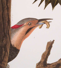 Load image into Gallery viewer, Detail of Abbeville Press Audubon limited edition lithograph of pl. 37 Golden-Winged Woodpecker, Flicker