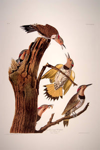 Full sheet view of Abbeville Press Audubon limited edition lithograph of pl. 37 Golden-Winged Woodpecker, Flicker