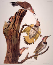 Load image into Gallery viewer, Plate view of Abbeville Press Audubon limited edition lithograph of pl. 37 Golden-Winged Woodpecker, Flicker